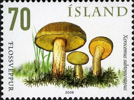 Mushrooms V