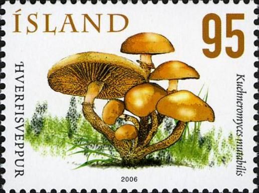 Mushrooms V