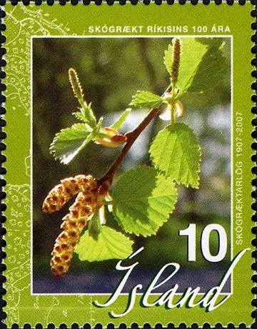 Tree Branch with olive green frame
