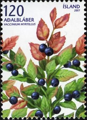Vaccinium myrtillus