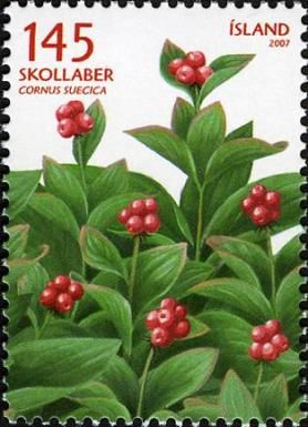 Wild berries - Skollaber