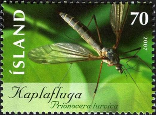 Cranefly (Prionocera turcica)