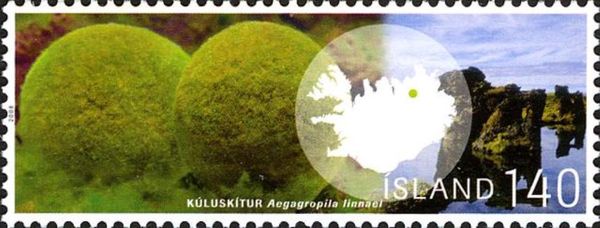 Aegagropila Linnaei