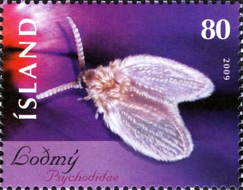 Moth Fly (Psychodidae sp.)