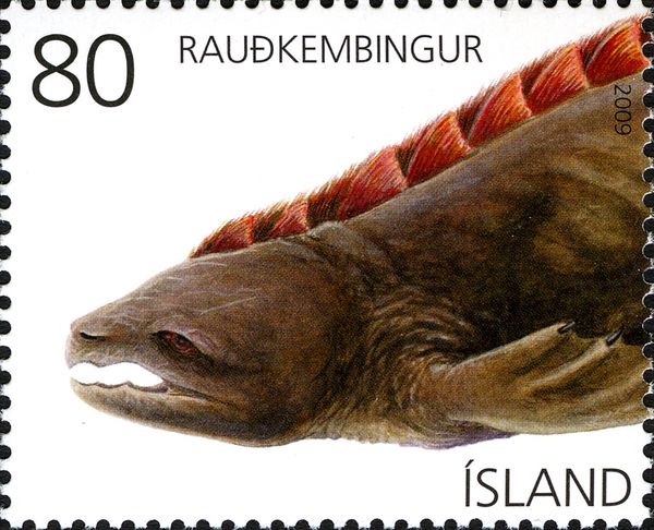 Raudhkembingur