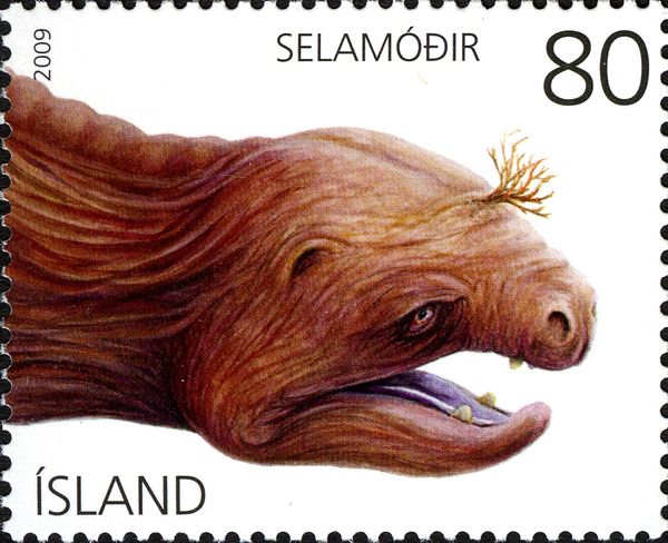 Mother Seal/Selamódir