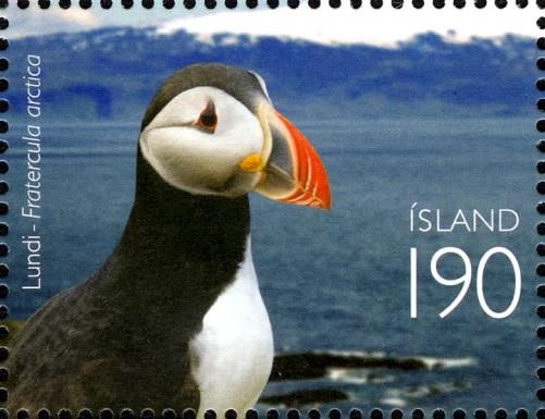 Atlantic Puffin (Fratercula arctica)