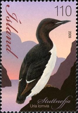 Thick-billed Murre (Uria lomvia)