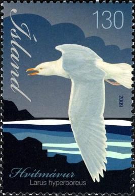 Glaucous Gull (Larus hyperboreus)