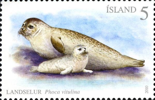 Harbor Seal (Phoca vitulina)