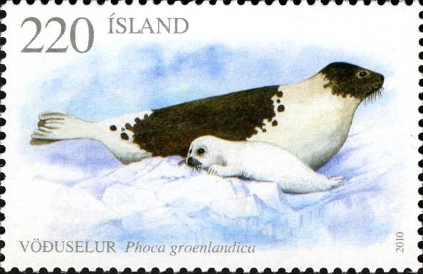Harp Seal (Phoca groenlandica)