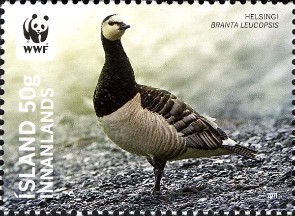 Barnacle Goose (Branta leucopsis)