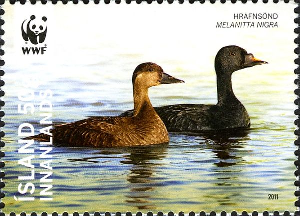 Common Scoter (Melanitta nigra)