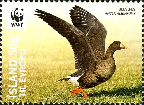 Greater White-fronted Goose (Anser albifrons)