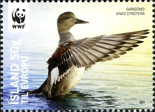 Gadwall (Anas strepera)
