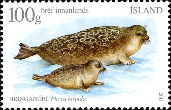 Ringed Seal (Phoca hispida)