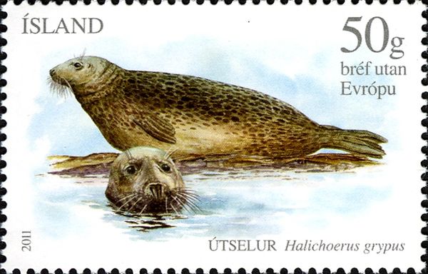 Gray Seal (Halichoerus grypus)