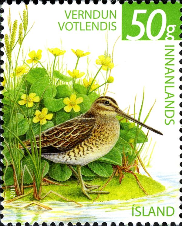 Common Snipe (Gallinago gallinago)