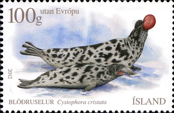 Hooded Seal (Cystophora cristata)