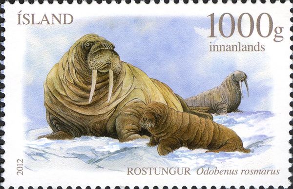 Walrus (Odobenus rosmarus)