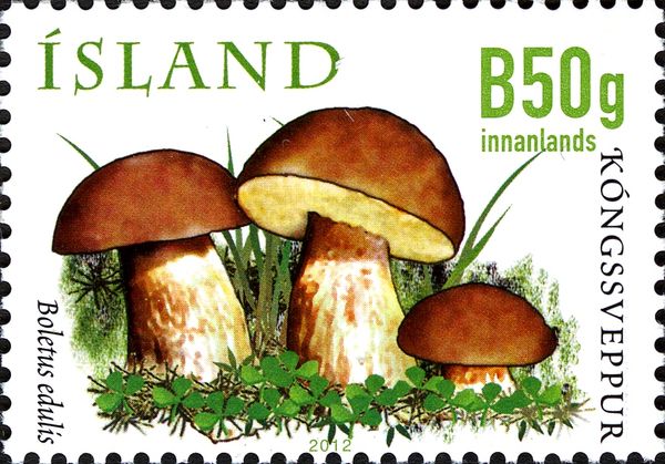 Wild Mushrooms VII - The penny bun