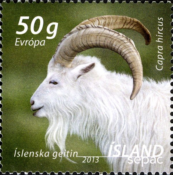 Icelandic Settlement Goat (Capra aegagrus hircus)