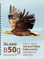 White-tailed Eagle (Haliaeetus albicilla)