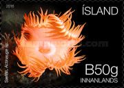 Sea Anemone (Actinauge sp.)