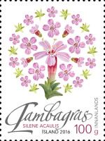 Wild Icelandic Vegetation - Moss campion