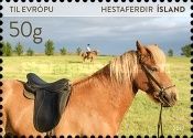 Iceland Horse (Equus ferus caballus)