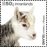 Goat (Capra aegagrus hircus)