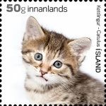Domestic Cat (Felis silvestris catus)