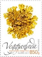 Icelandic Plants Series II