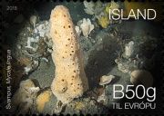 Sponge (Mycale lingua)