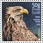 White-tailed Eagle (Haliaeetus albicilla)