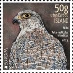 Gyrfalcon (Falco rusticolus)