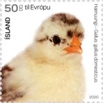 Chick