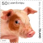 Pig