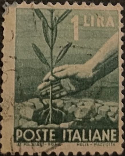 Hand Planting an Olive Tree