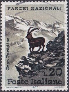 Alpine Ibex (Capra ibex), Gran Paradiso Park
