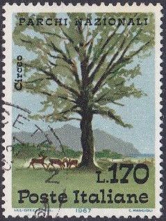 Fallow Deer (Dama dama) and Tree, Circeo Park