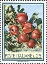 Apple Tree