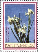 Florentine Iris