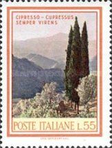 Italian Cypress (Cupressus sempervirens)