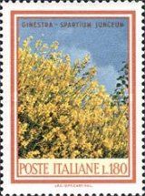 Broom (Genistra spartium junceum)