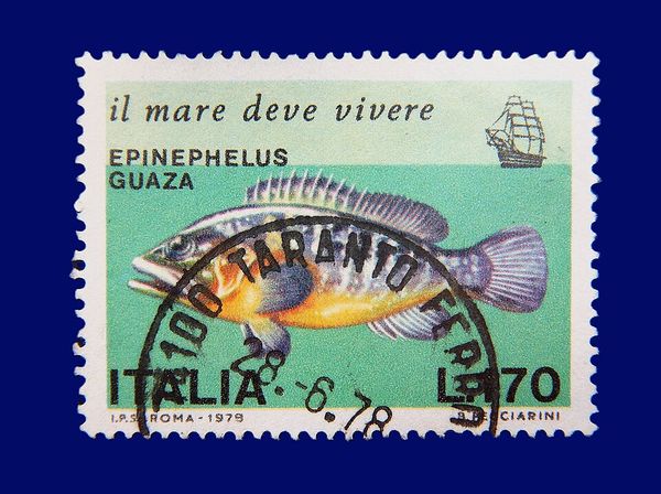 Dusky Grouper (Epinephelus guaza)