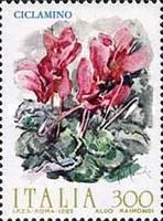 Cyclamen