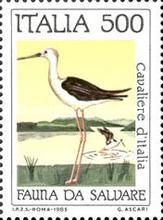Black-winged Stilt (Himantopus himantopus)