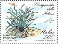 Posidonia oceanica