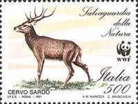 Sardinian Red Deer (Cervus elaphus corsicanus)